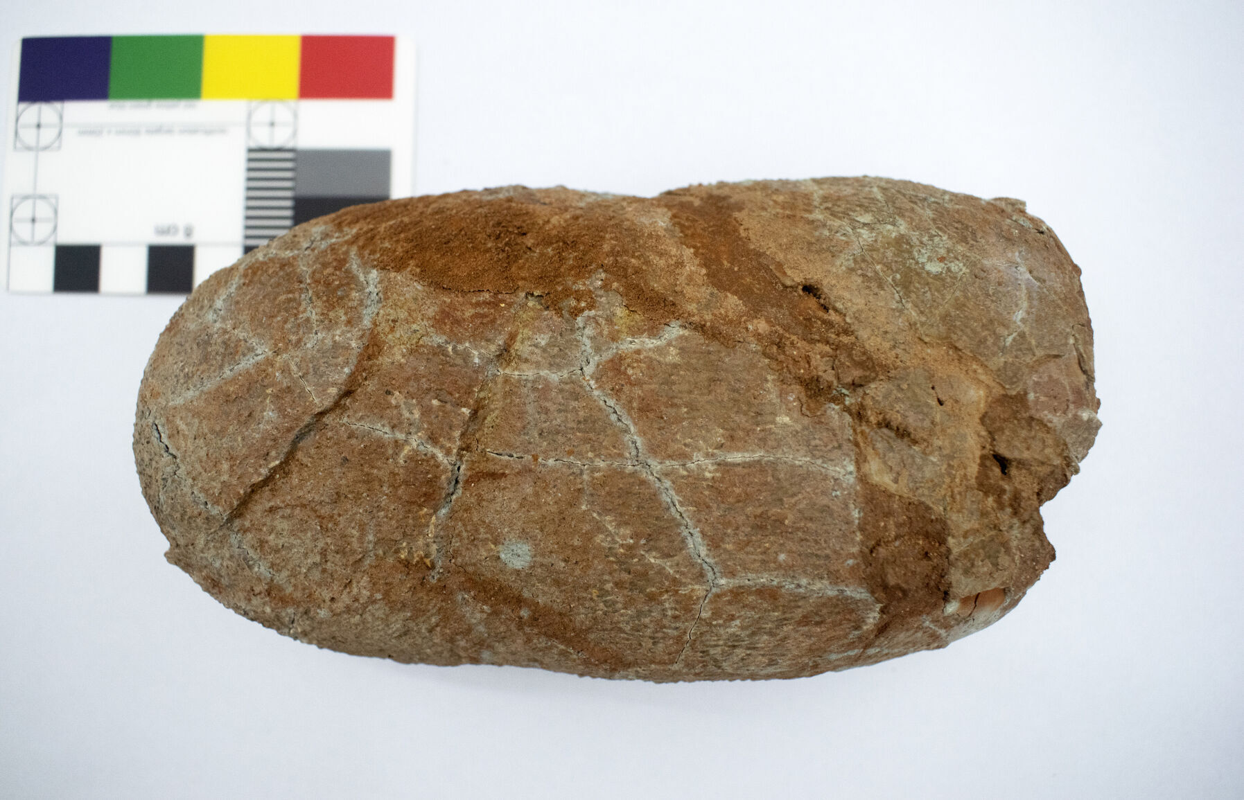 Fossil egg study suggests dinosaurs were already in decline when asteroid struck
